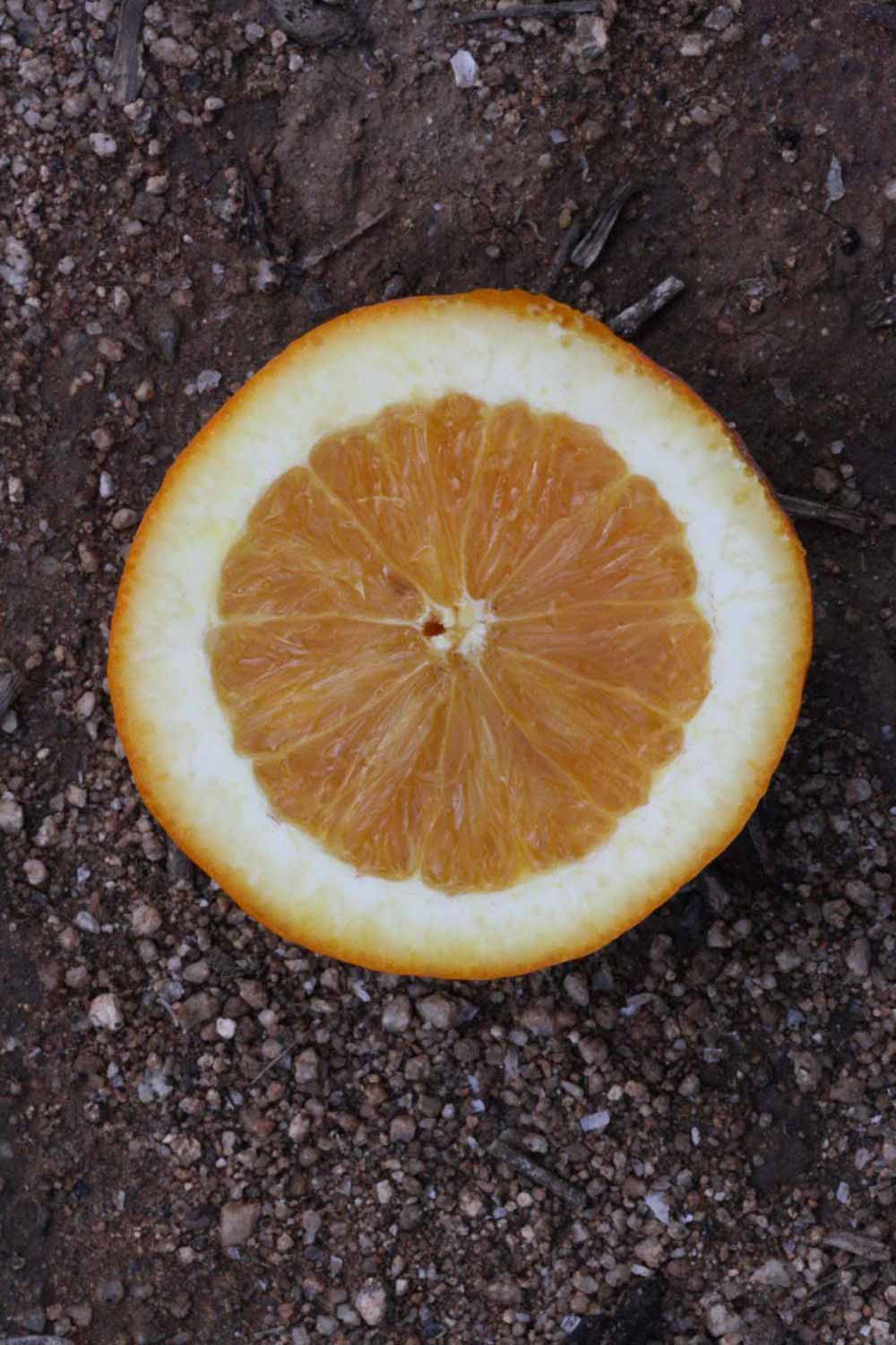            Fruit cross-section (Riverside, CA)   